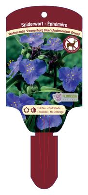 Tradescantia 'Zwanenburg Blue' (Spiderwort) 1G