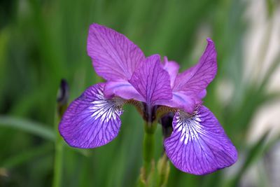 Iris siberica 'Chilled Wine' (Siberian Iris) 1G