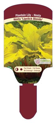Hosta 'Lipstick Blonde' 1G