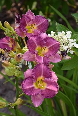 Hemerocallis 'Entrapment' (Daylily) 1G