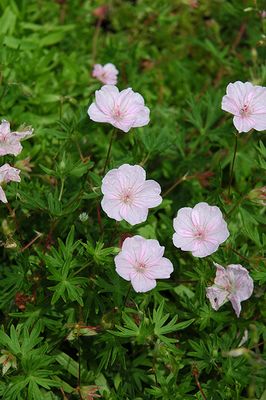 Geranium sanguineum 'Striatum' (Cranesbill) 1G