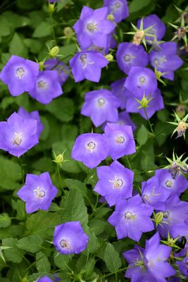 Campanula car. 'Blue Clips' (Carpathian Bellflower) Jumbo