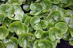 Asarum europaeum (European Ginger) 1G