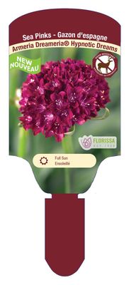 Armeria 'Dreameria Hypnotic Dreams' (Sea Thrift) Jumbo