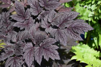 Actaea simplex 'Pink Spike' (Bugbane) Jumbo