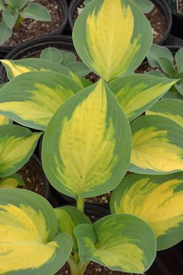 Hosta 'Forbidden Fruit' 1G