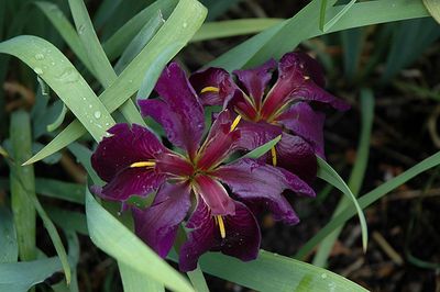 Iris louisiana 'Black Gamecock' (Louisiana Iris) 1G
