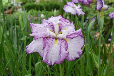 Iris ensata 'Dinner Plate Tiramisu' 1G