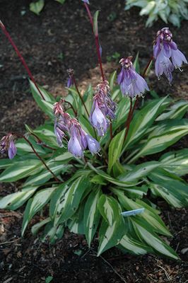 Hosta 'Cherry Berry' 1G