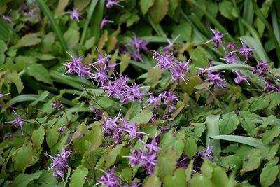 Epimedium grandiflorum 'Lilafee' (Barrenwort) Jumbo