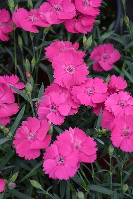 Dianthus 'Mad Magenta'  Jumbo