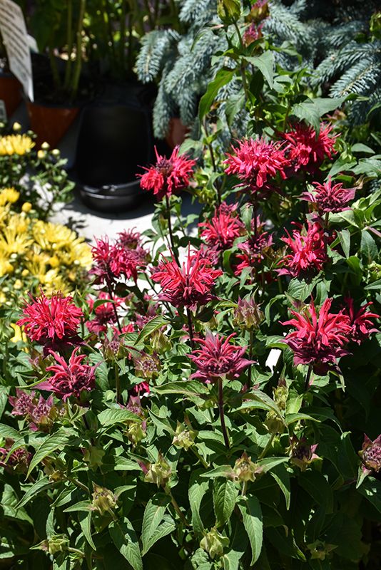 Monarda 'BeeMine Red' (Bee Balm) Jumbo