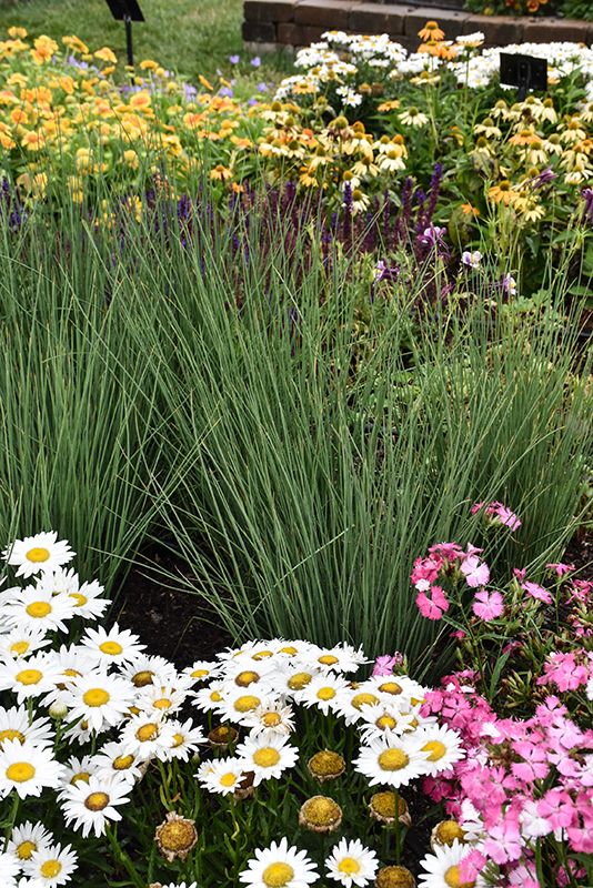 Juncus inflexus 'Blue Arrows' (Rush) Jumbo
