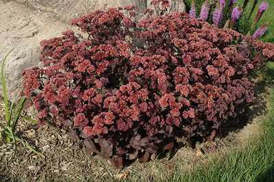 Sedum 'Purple Emperor' (Fall Sedum) Jumbo