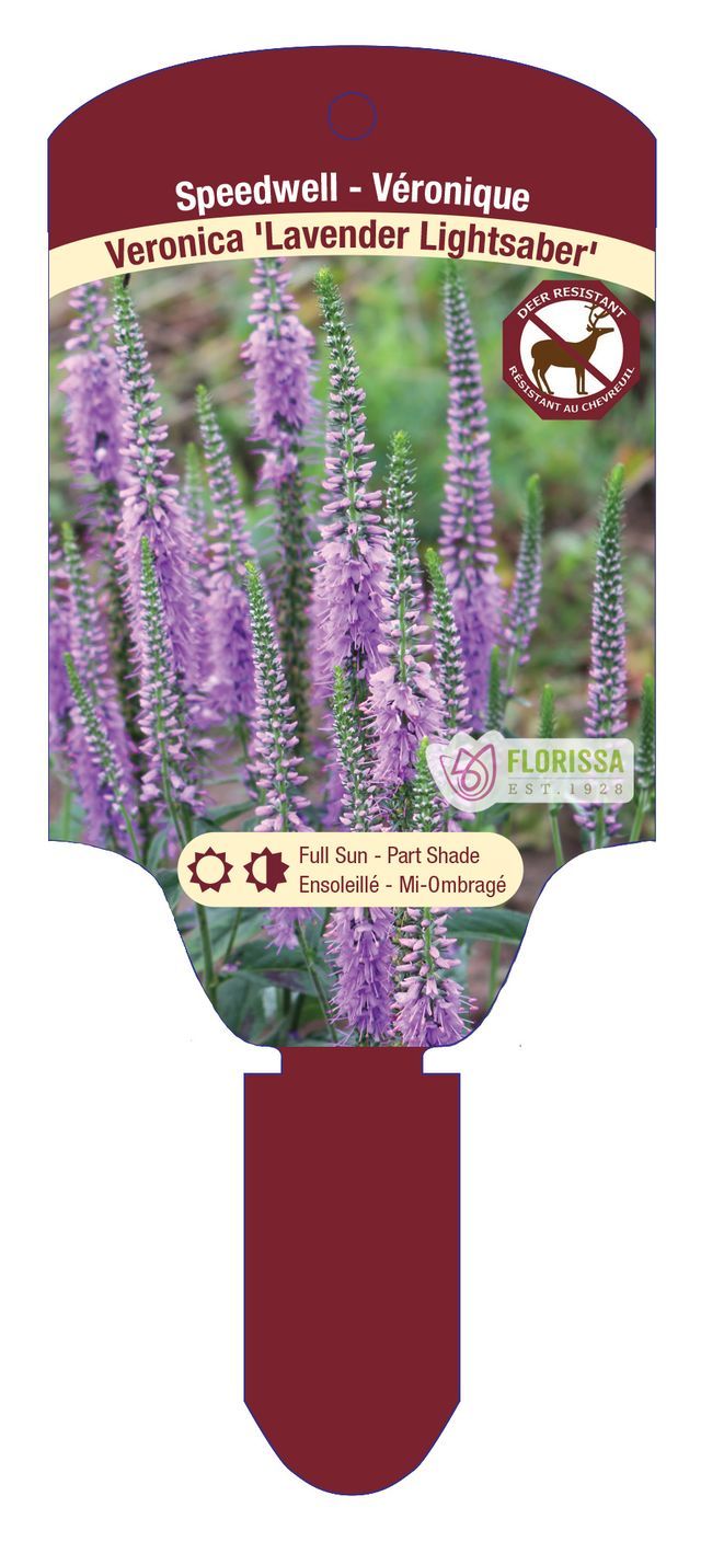 Veronica 'Lavender Lightsaber' (Speedwell) Jumbo