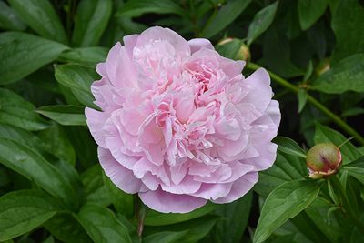 Paeonia lactiflora 'Sarah Bernhardt' (Peony) 1G