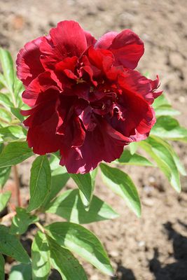 Paeonia lactiflora 'Henry Bockstoce' (Peony) 1G