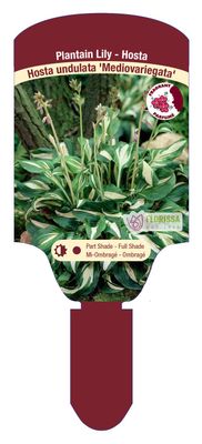 Hosta undulata 'Mediovariegata' 1G