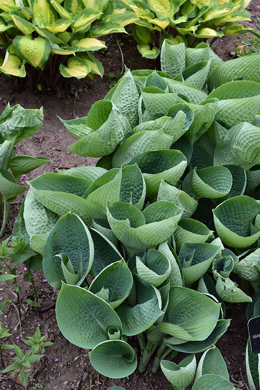 Hosta 'Abiqua Drinking Gourd' 1G