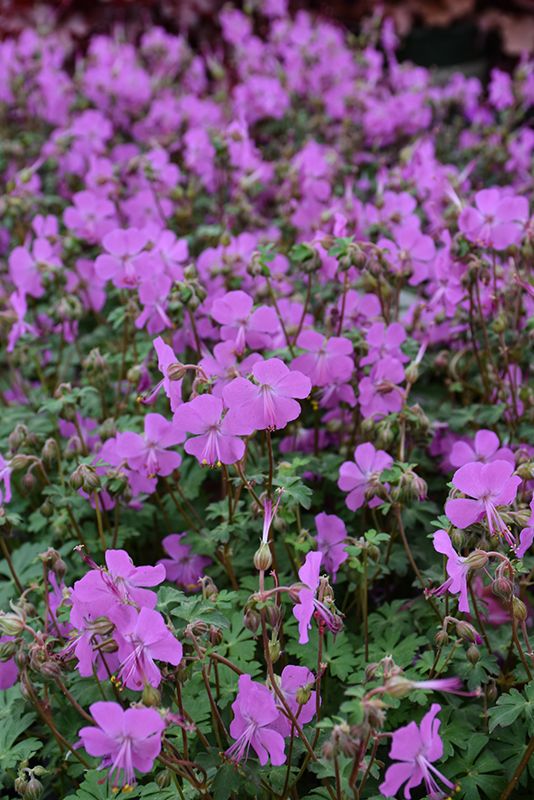 Geranium cantabrigiense 'Intense' (Cranesbill) 1G