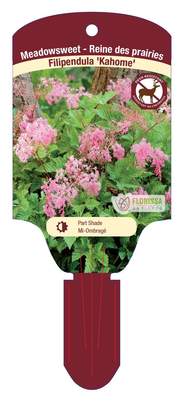 Filipendula 'Kahome' (Meadowsweet) 1G