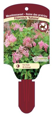 Filipendula 'Kahome' (Meadowsweet) 1G