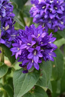 Campanula glomerata 'Superba' (Clustered Bellflower) Jumbo