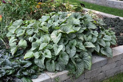 Brunnera mac. 'Alexander's Great' (Siberian Bugloss) 1G