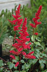 Astilbe arendsii 'Burgundy Red' 1G