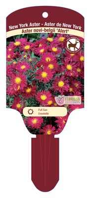 Aster novi-belgii 'Alert' (Aster) Jumbo