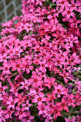 Phlox subulata 'Red Wings' (Creeping Phlox) 4"