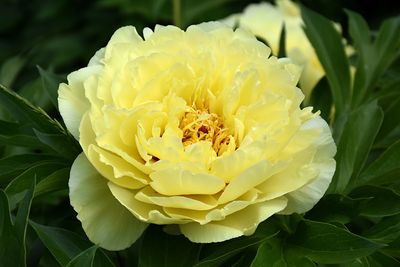 Paeonia 'Yellow Crown'' (Itoh Peony) 1G