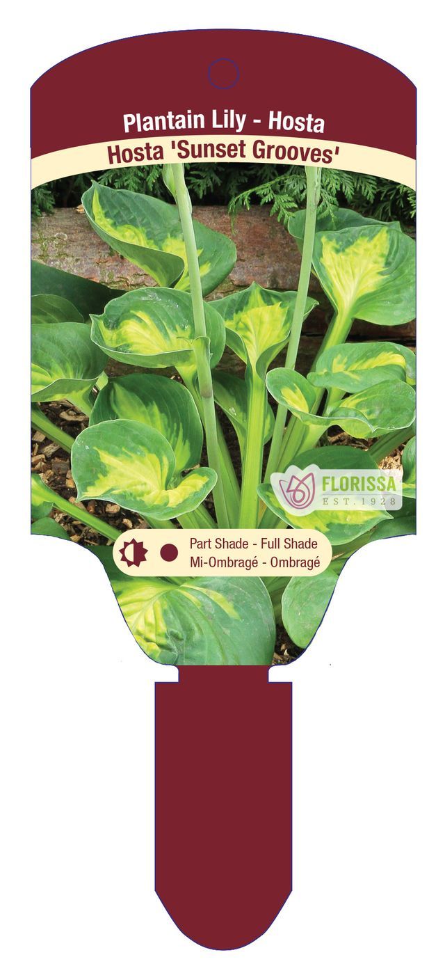 Hosta 'Sunset Grooves' 1G