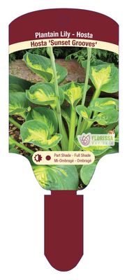 Hosta 'Sunset Grooves' 1G