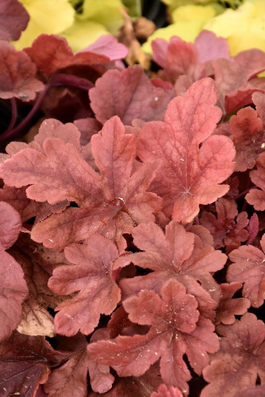 Heucherella 'Buttered Rum'  1G