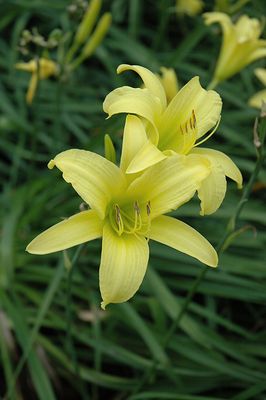 Hemerocallis 'Hyperion' (Daylily) 1G