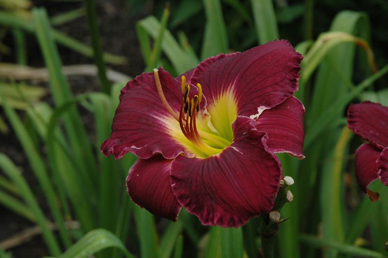 Hemerocallis 'Bela Lugosi' (Daylily) 1G Hemerocallis 'Bela Lugosi' (Daylily) 1G