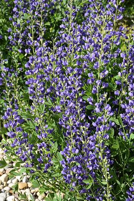 Baptisia australis (False Indigo) Jumbo