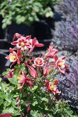 Aquilegia 'Kirigami Red and White' (Columbine) Jumbo