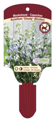 Aconitum arendsii 'Cloudy' (Monkshood) 1G