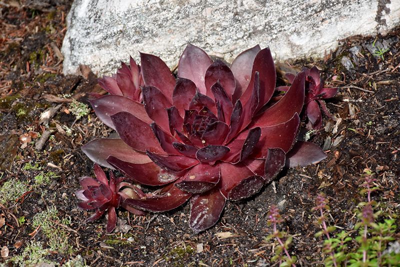 Sempervivum 'Supersemps Onyx' (Hen and Chicks) 4"