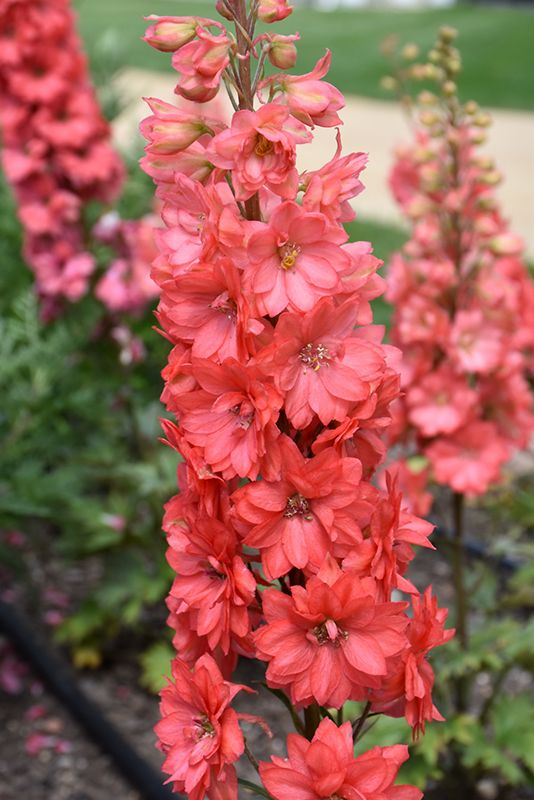 Delphinium 'Red Lark' Jumbo