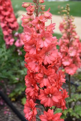 Delphinium 'Red Lark' Jumbo
