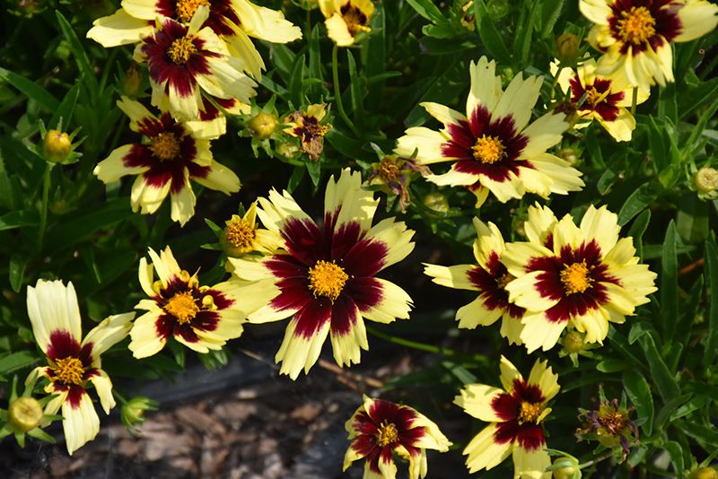 Coreopsis 'Super Star' Jumbo