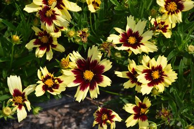 Coreopsis 'Super Star' Jumbo