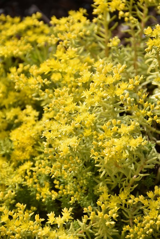 Sedum 'Lemon Ball' (Creeping) 4"