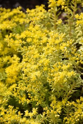 Sedum 'Lemon Ball' (Creeping) 4"