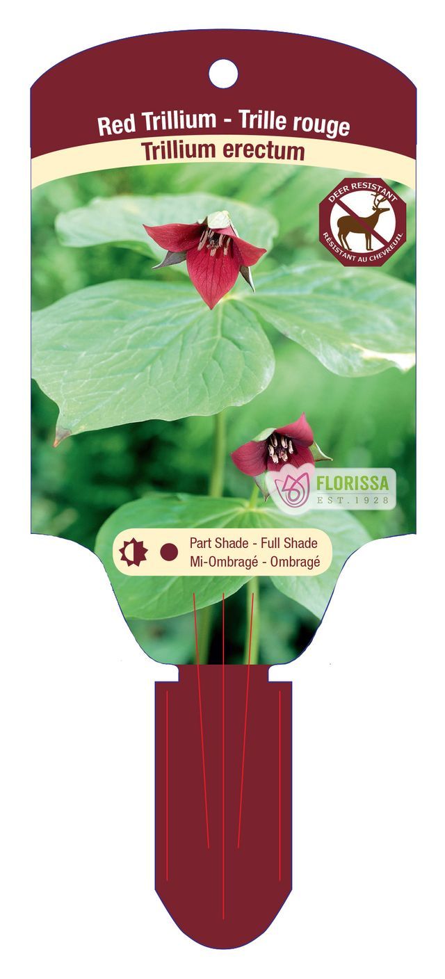 Trillium erectum (Red Trillium) 1G