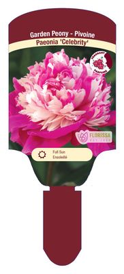 Paeonia lactiflora 'Celebrity' (Peony) 1G