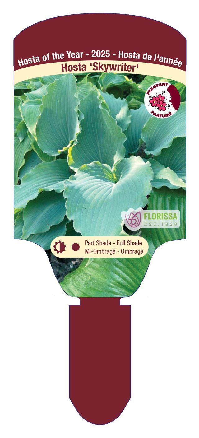 Hosta 'Skywriter' 1G